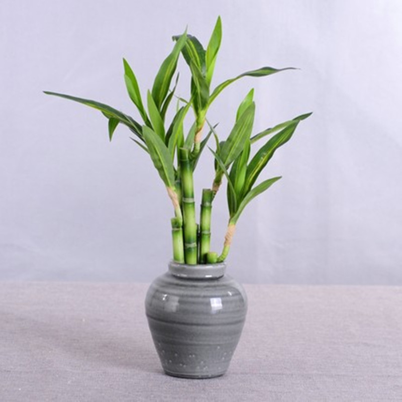 New 40cm Artificial Lucky Bamb - огляд і ціна Desk Setup Plant